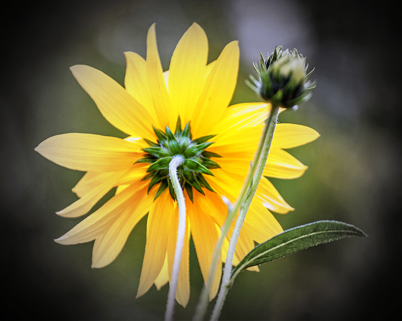 Auch ein schöner Rücken...