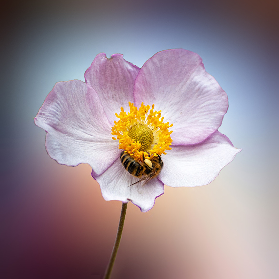 Anemone...