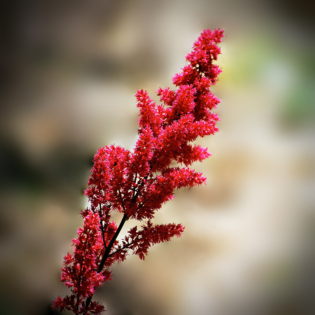 Spirea...