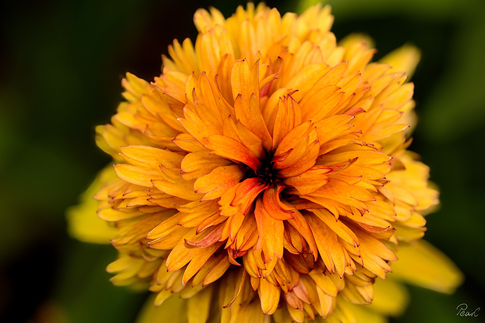 Farben in meinem Garten: Orange