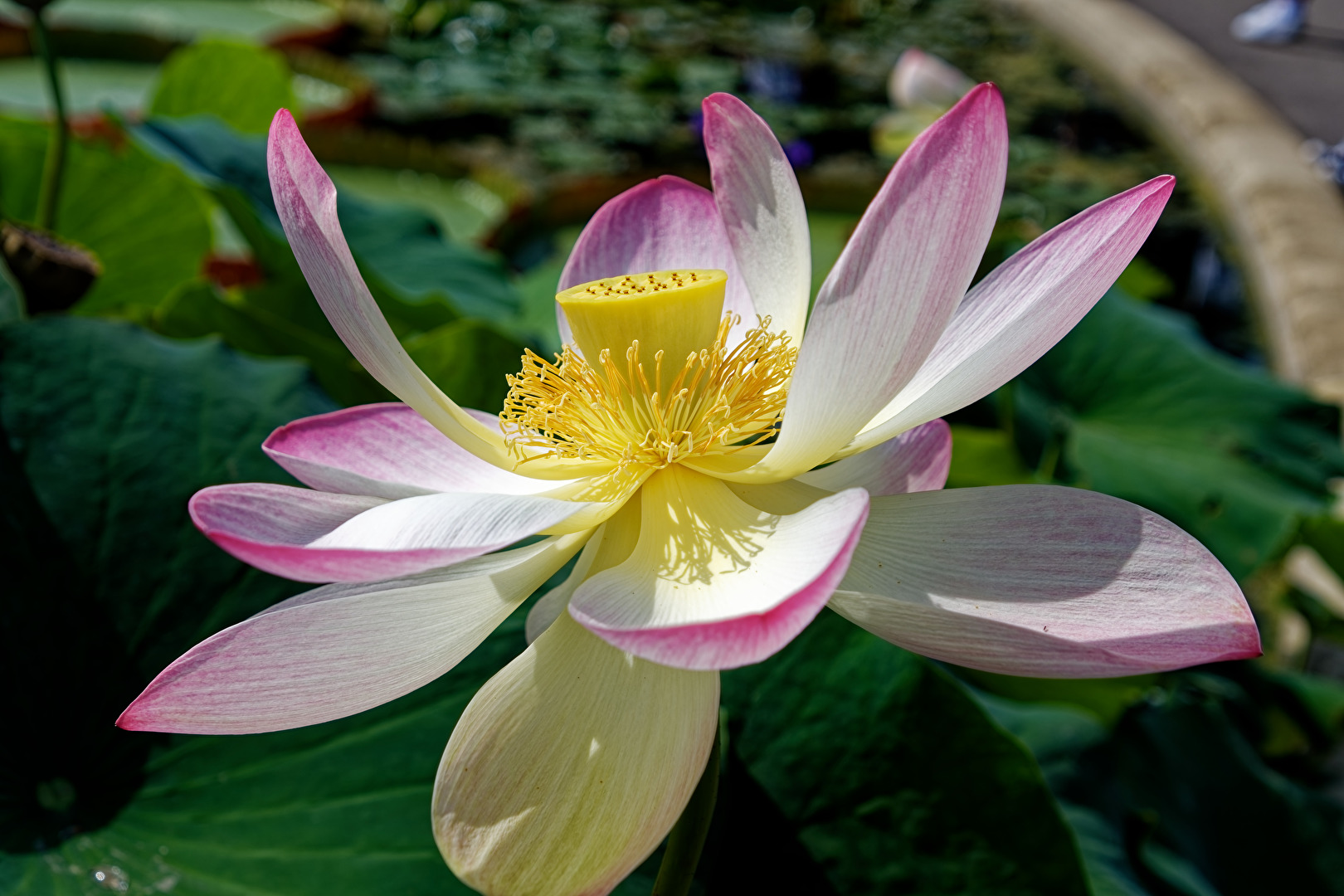 Lotusblüte