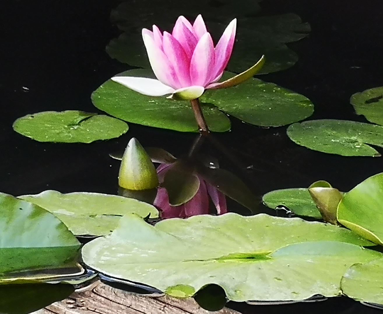 Schönheit im Wasser