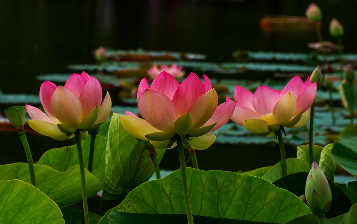 Lotusblumen (Nelumbo)