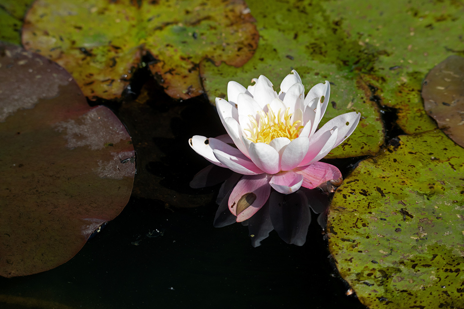 Mal eine Seerose