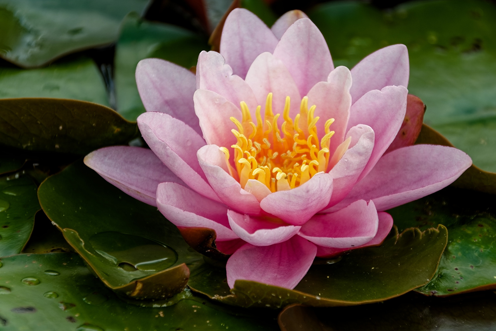 Seerose