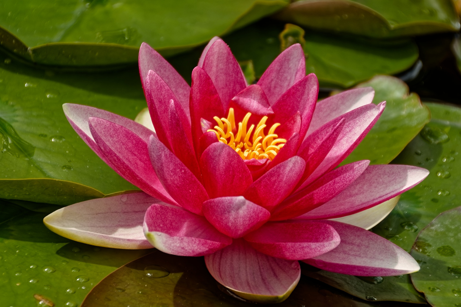 Seerose
