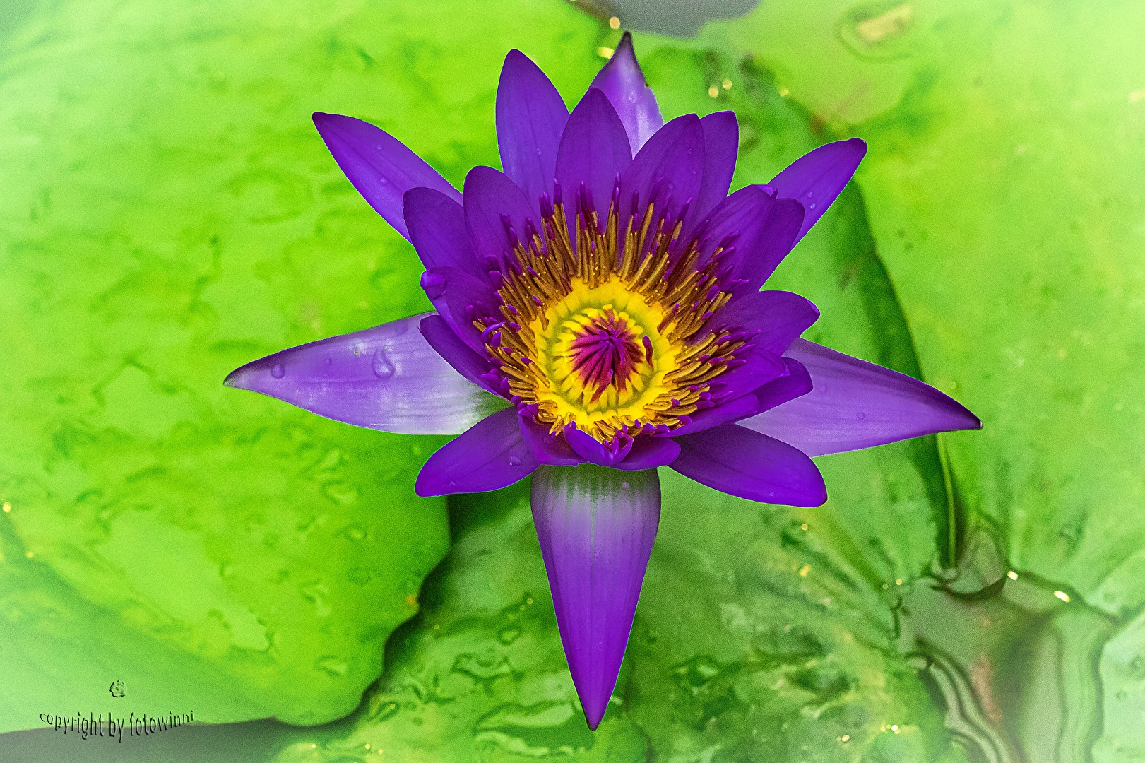 Seerose