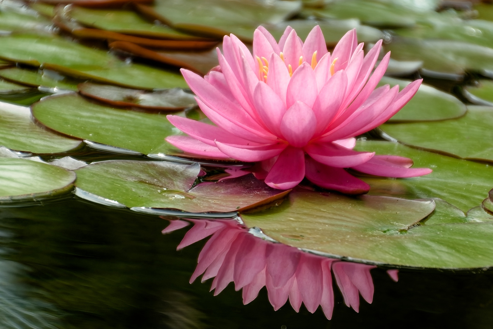 Seerose