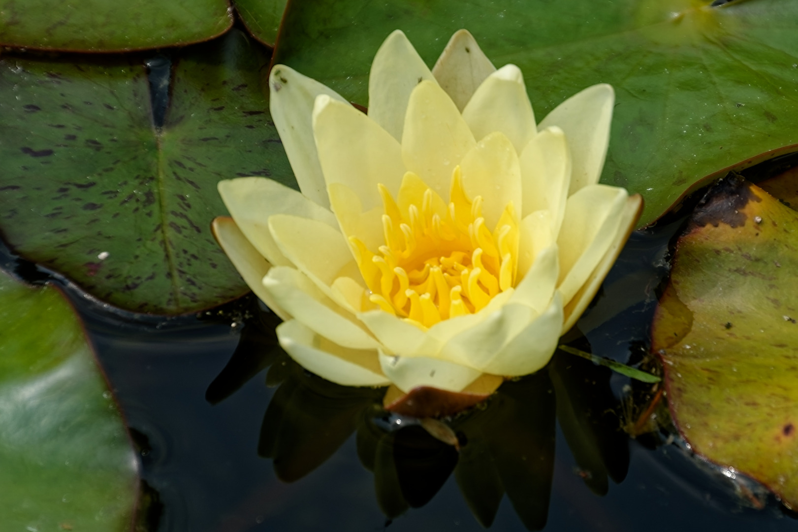 Seerose