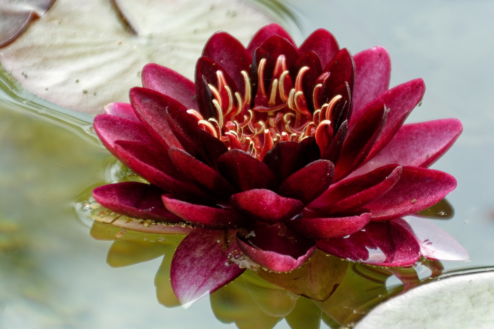 Seerose
