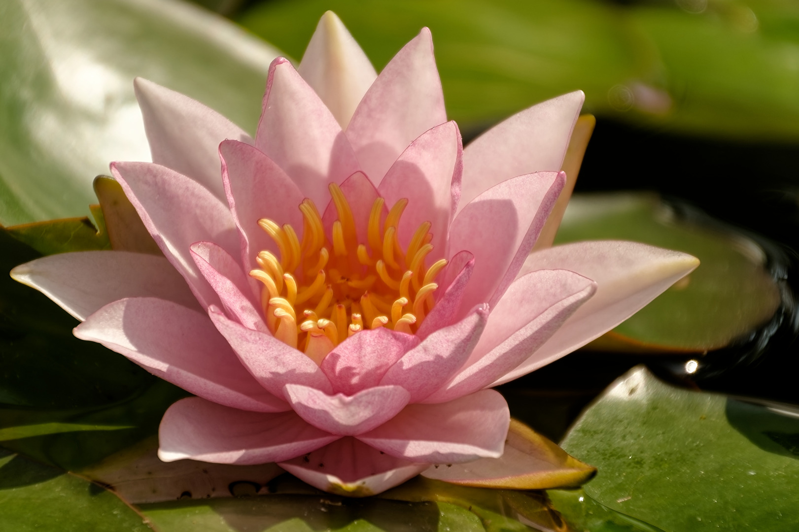 Seerose