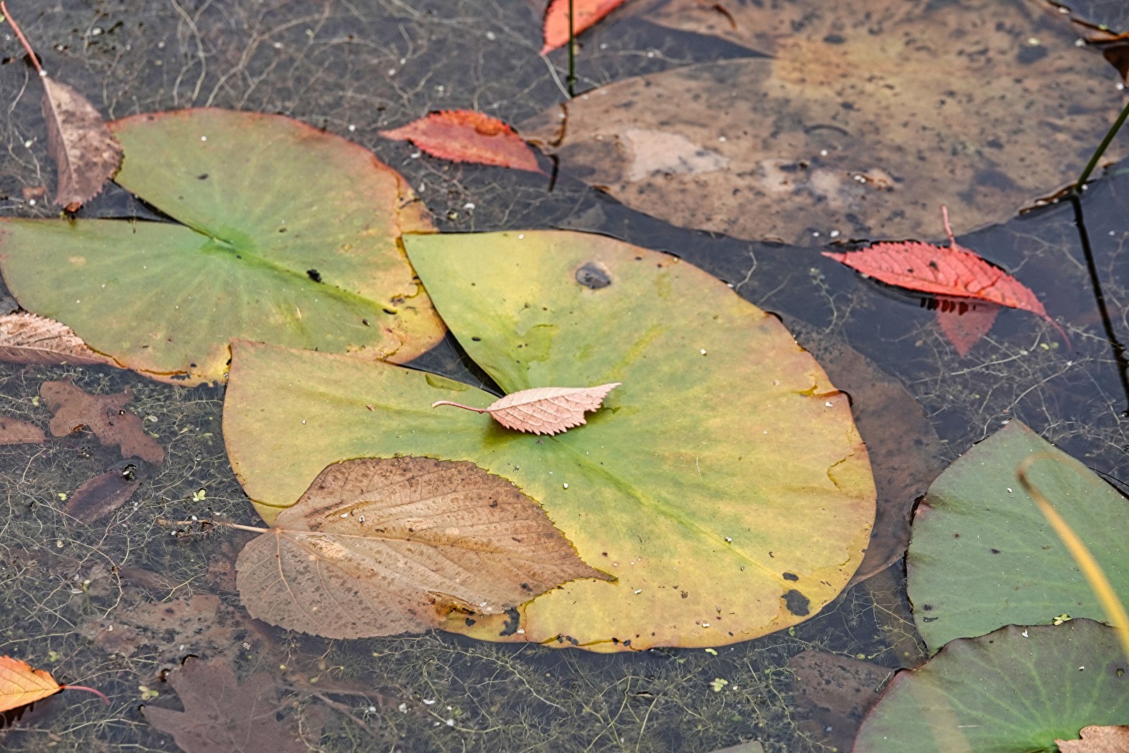 schwimmende Blätter