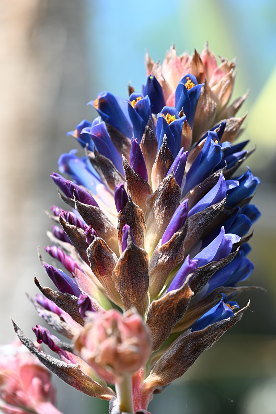 Puya Venusta