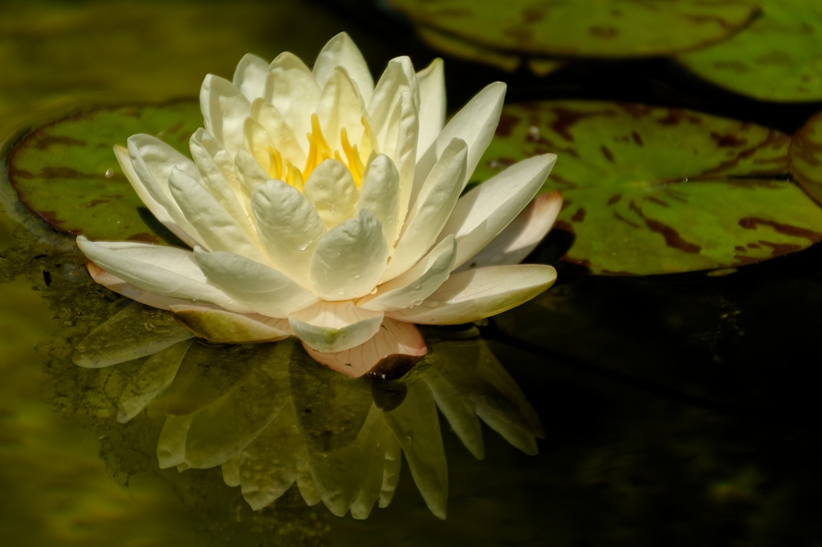 Water lily