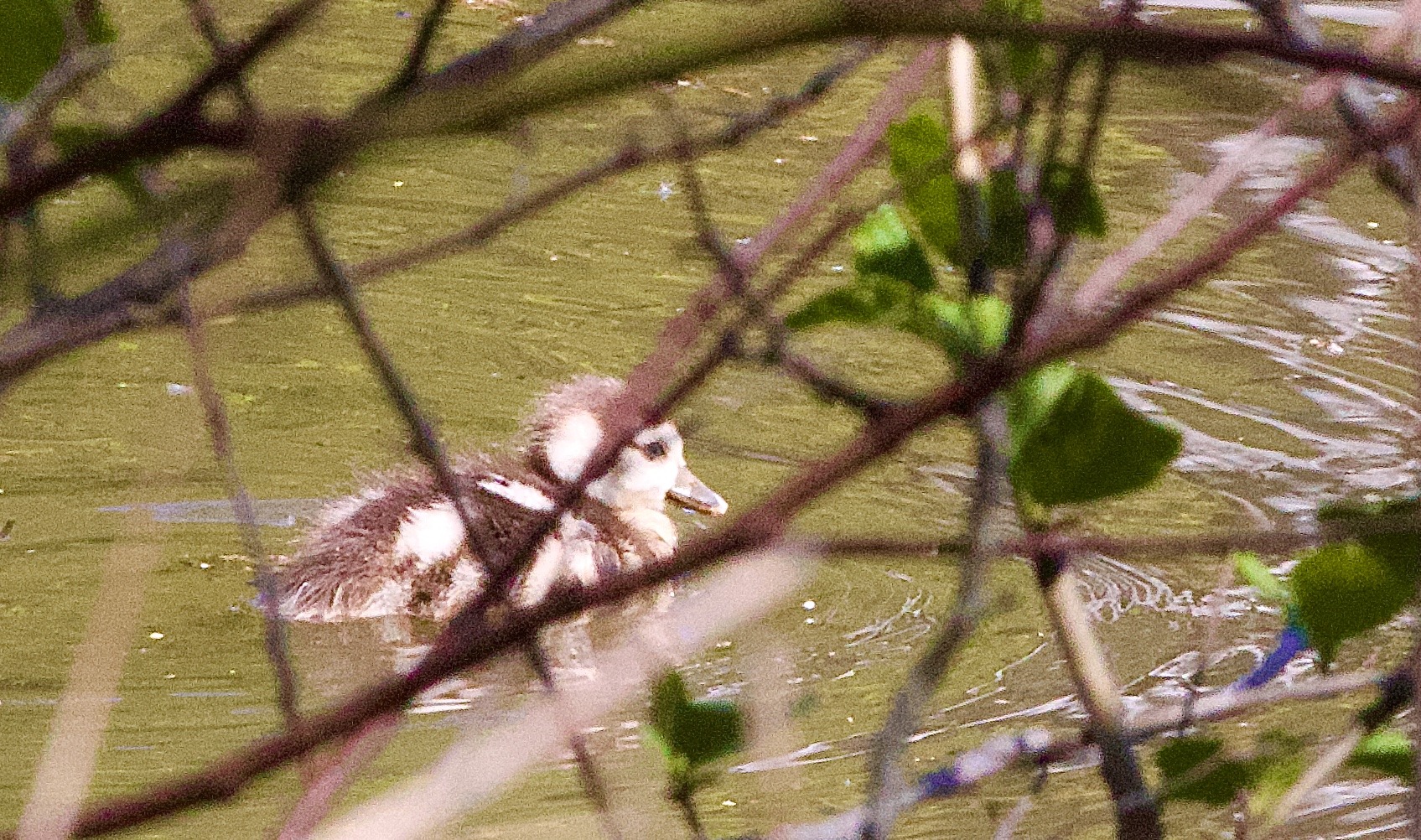 Nilgans Gosling