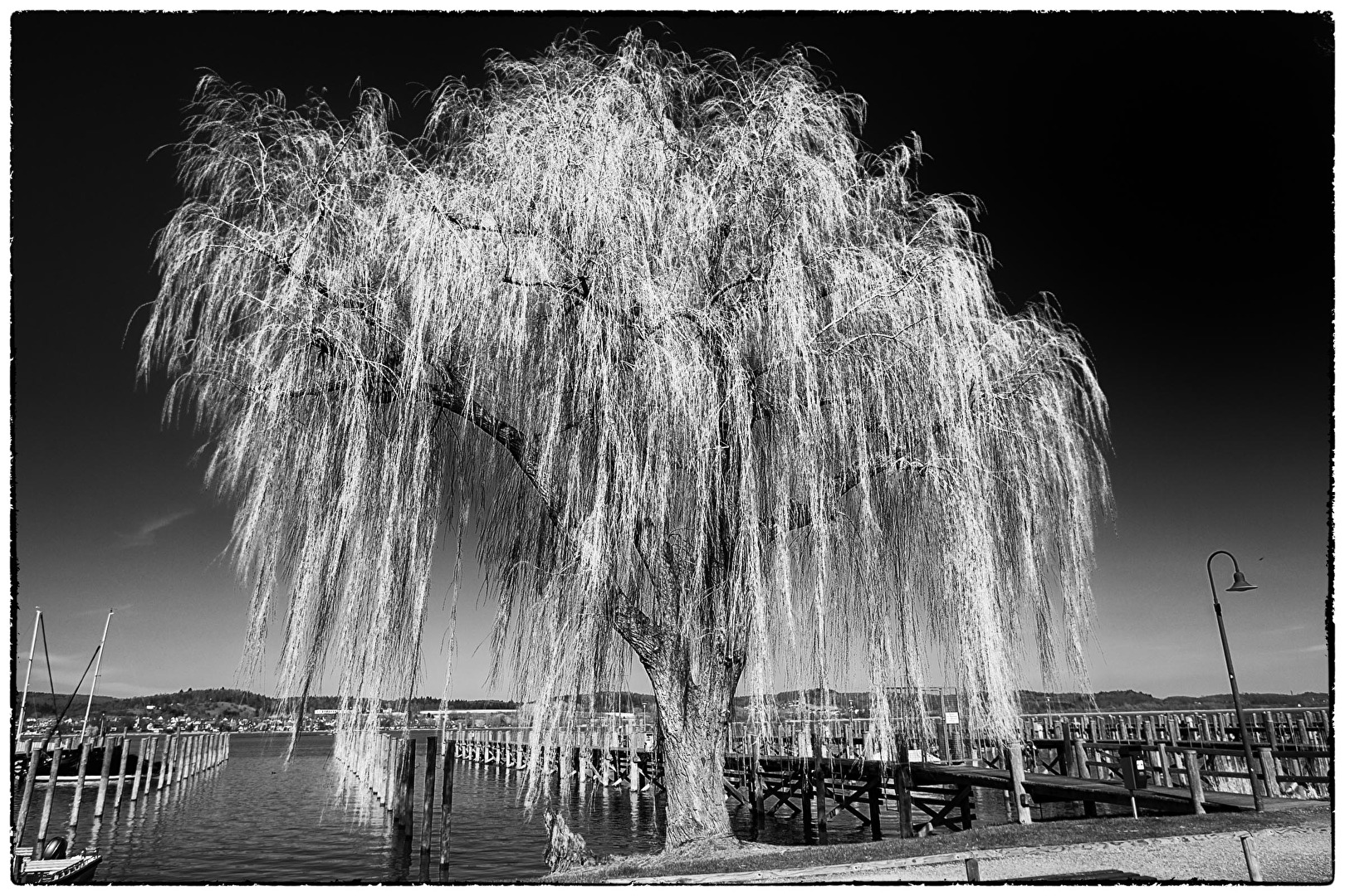Trauerweide am Bodensee