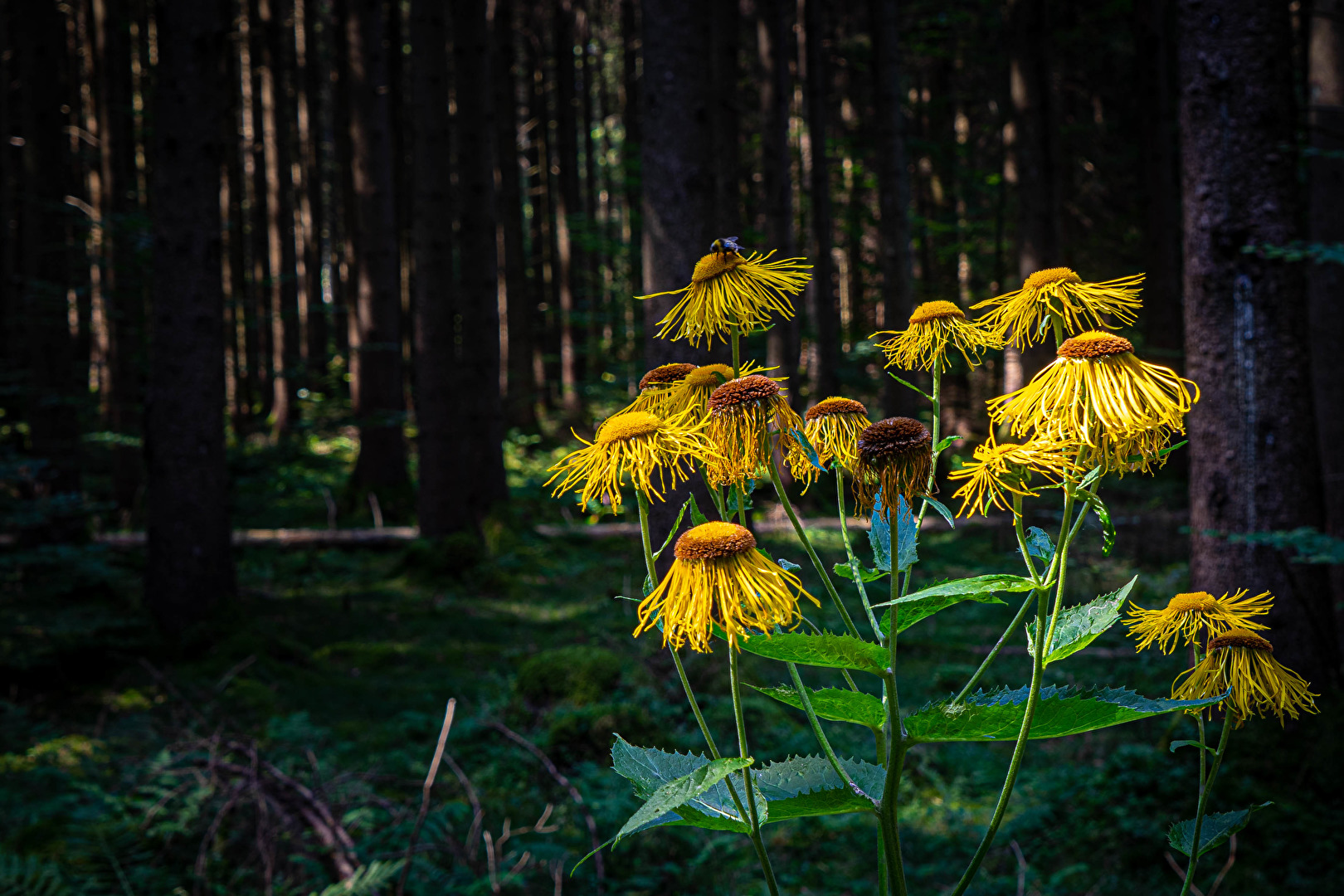 Der Sommmer geht zu Ende