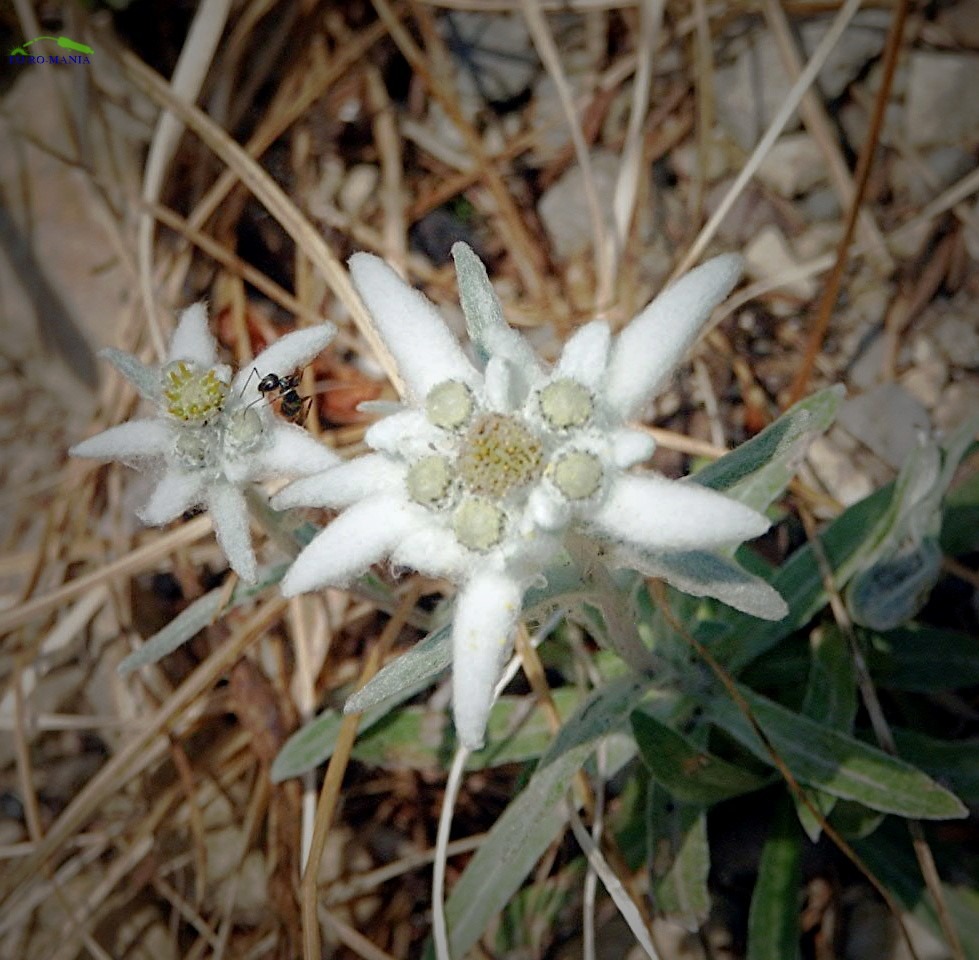 Edelweiss
