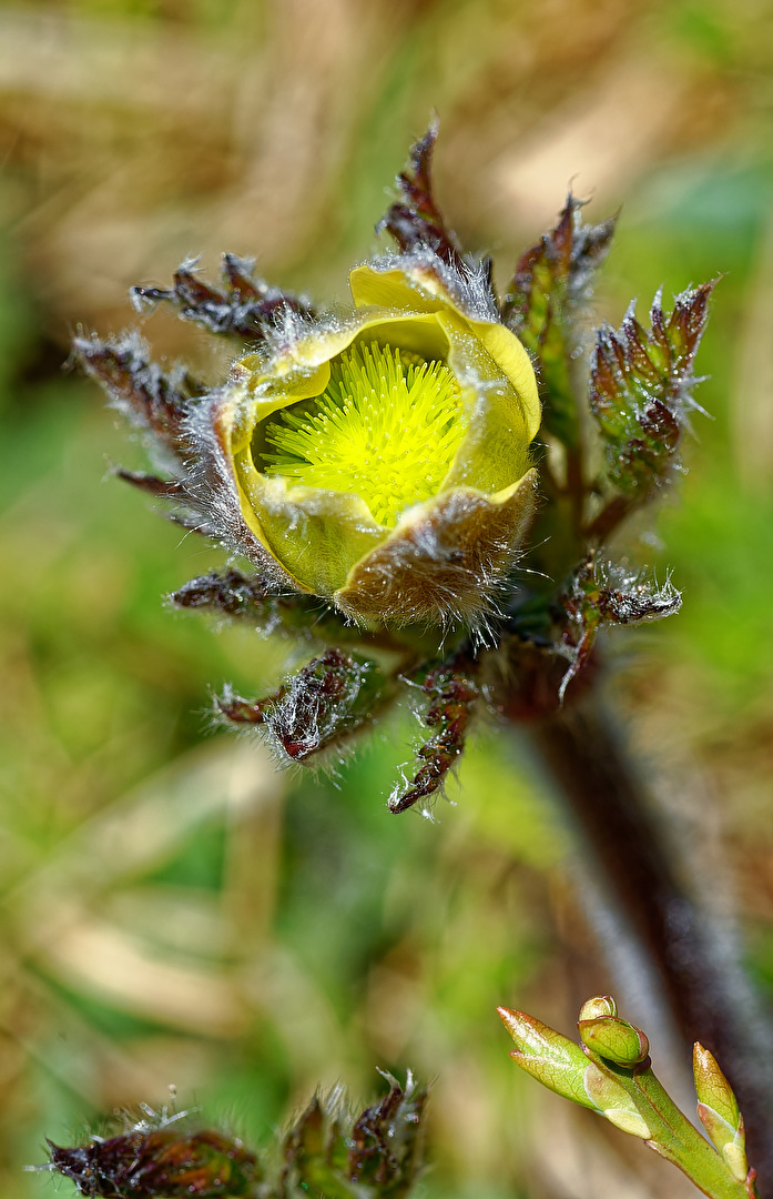 Knospe einer Gelben Alpen-Kuhschelle