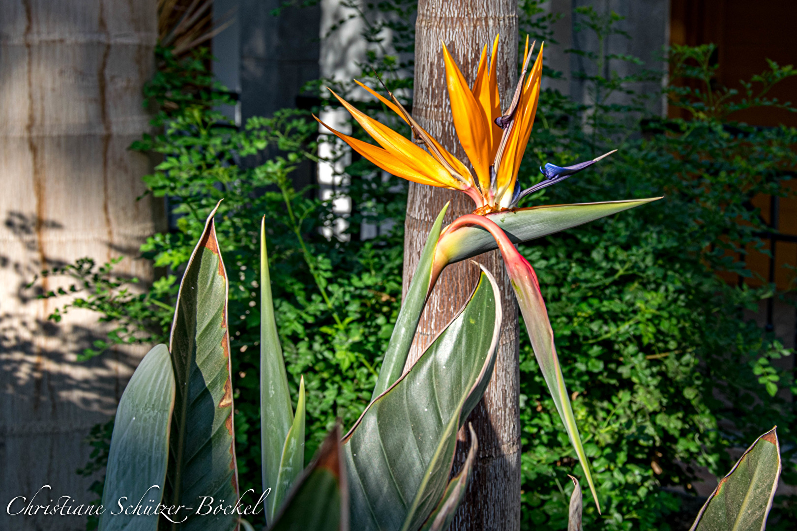 Im Hotelgarten