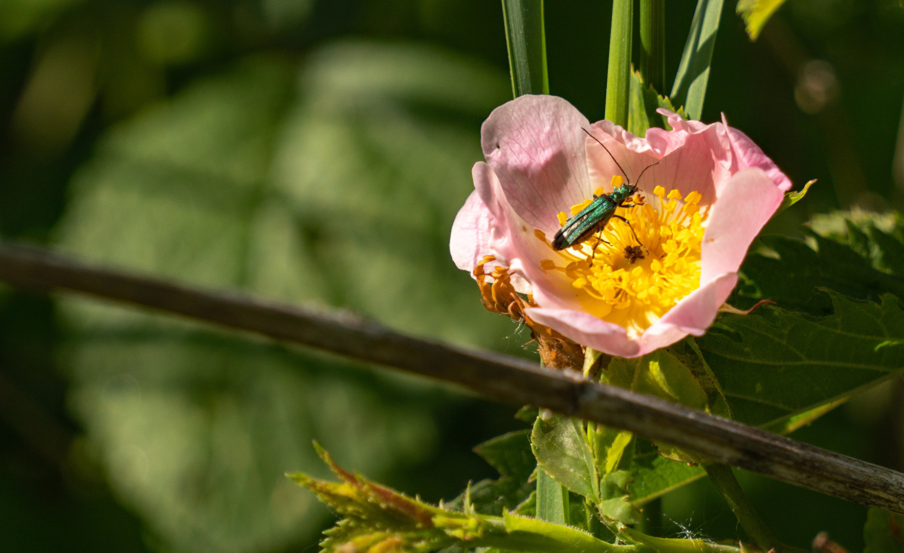 Blüte einer Wildrose mit Käfer