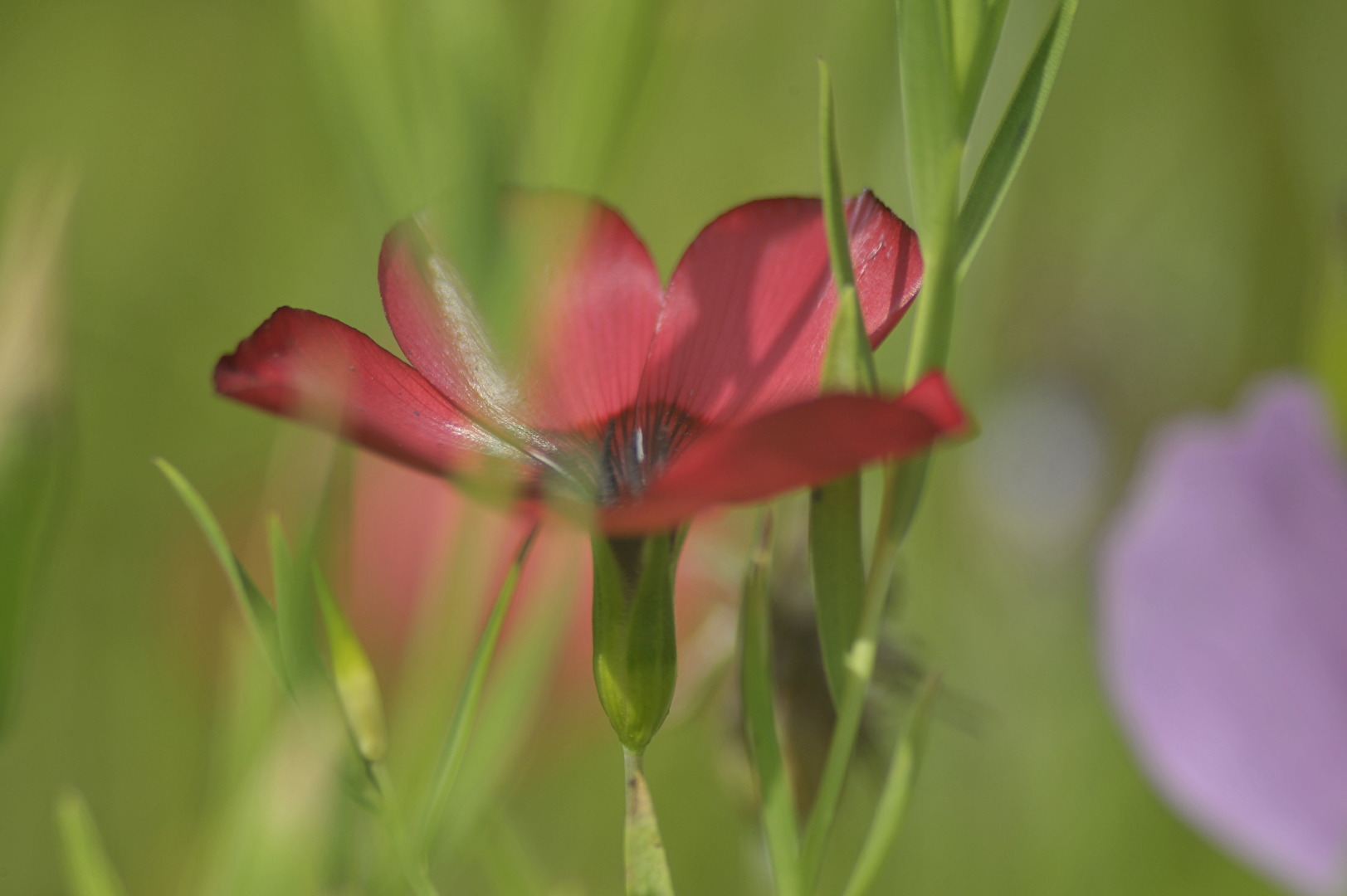 Lecker für Insekten