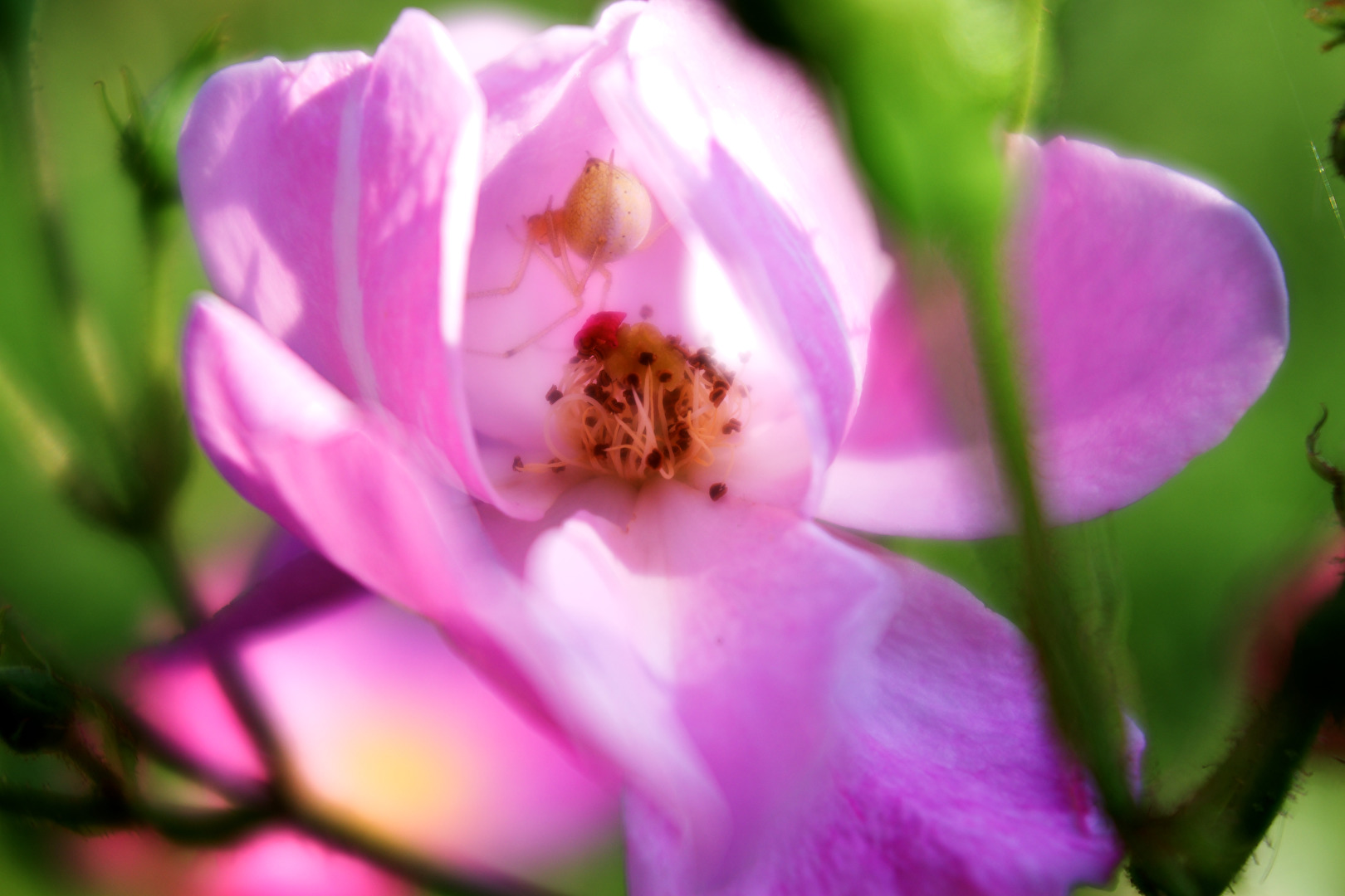 Wildrose mit Bewohnerin