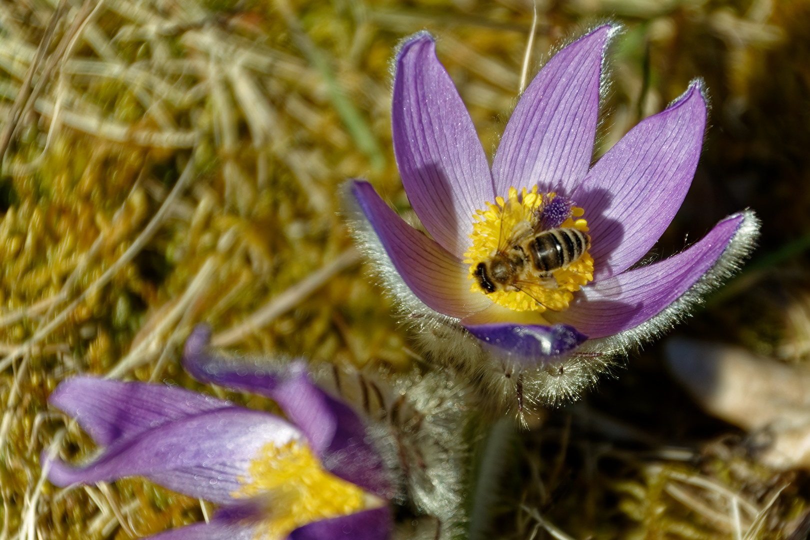 Kuhschelle mit Besucher