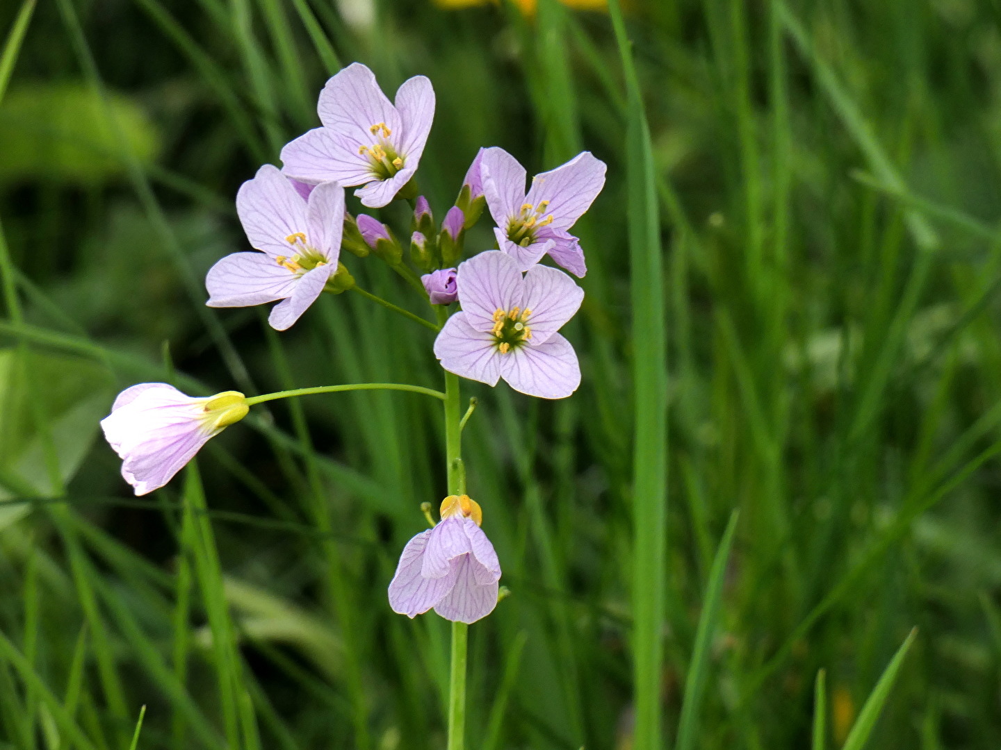 Wiesenschaumkraut