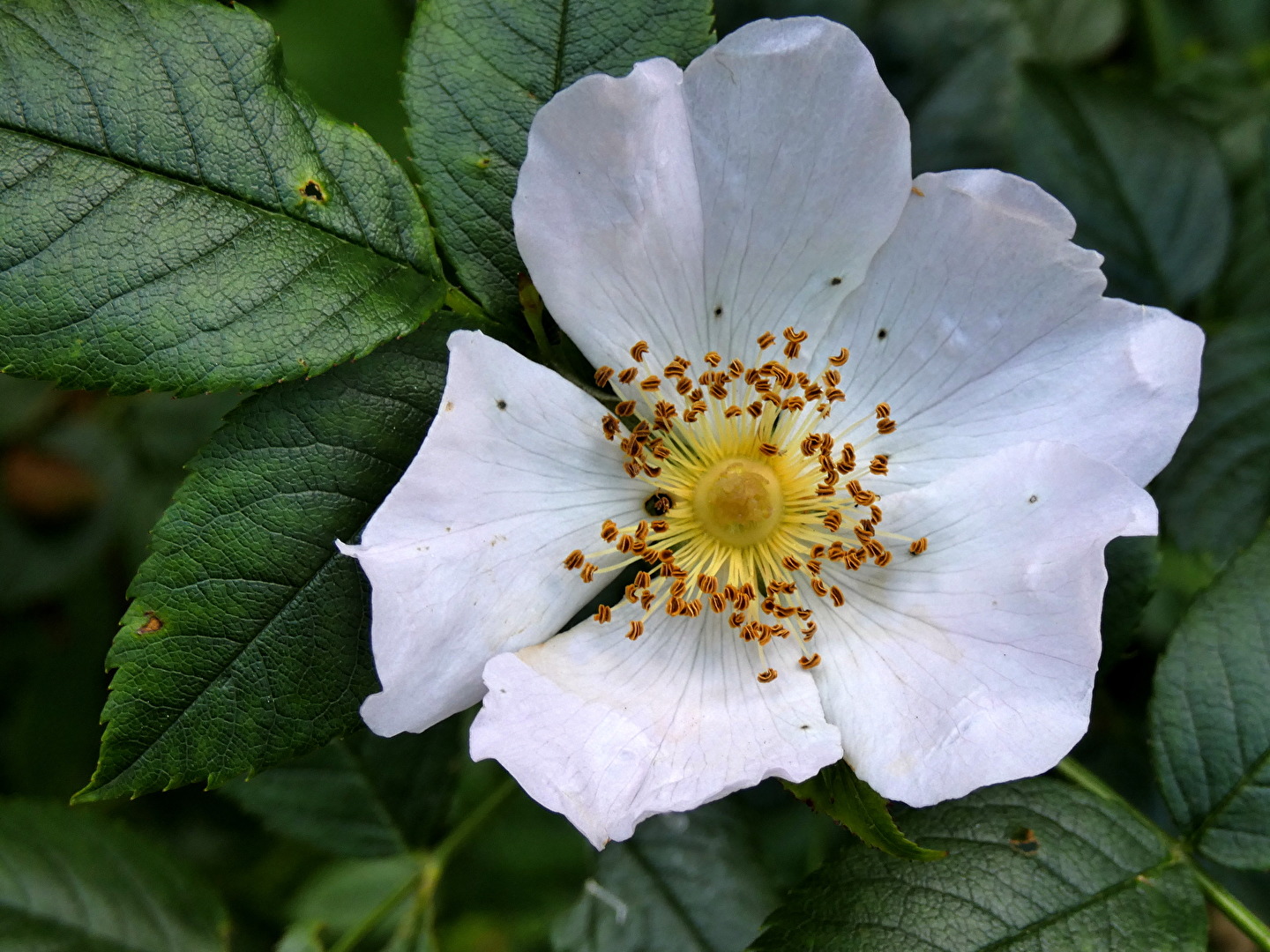 Hundsrose, oder Wildrose