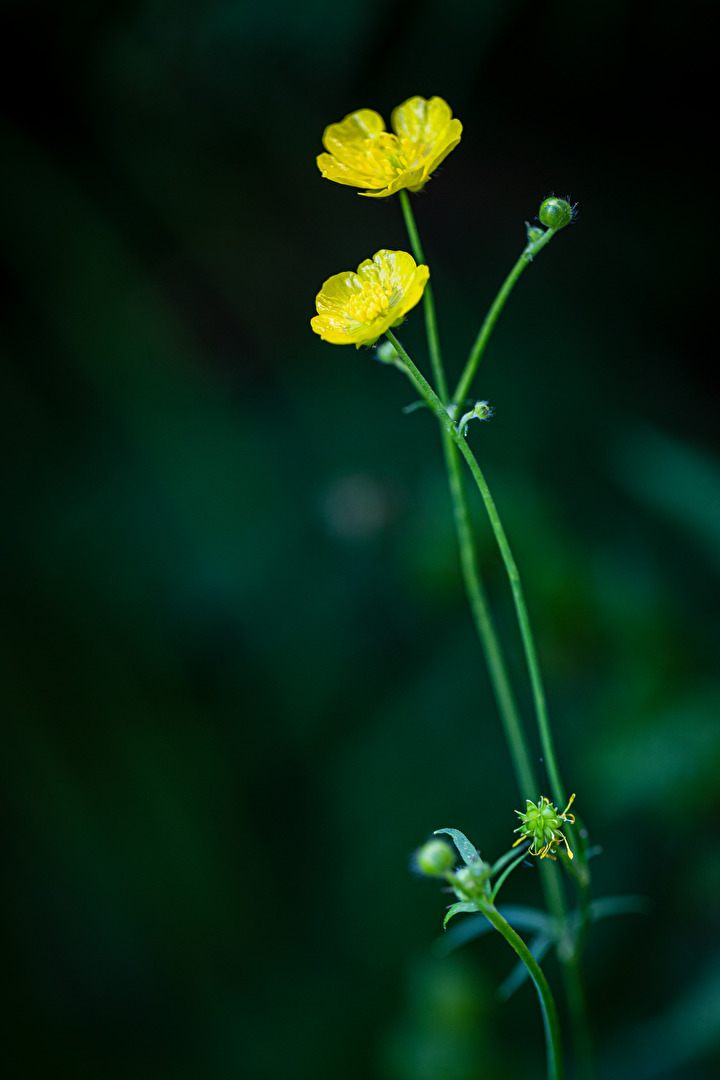 Butterblume