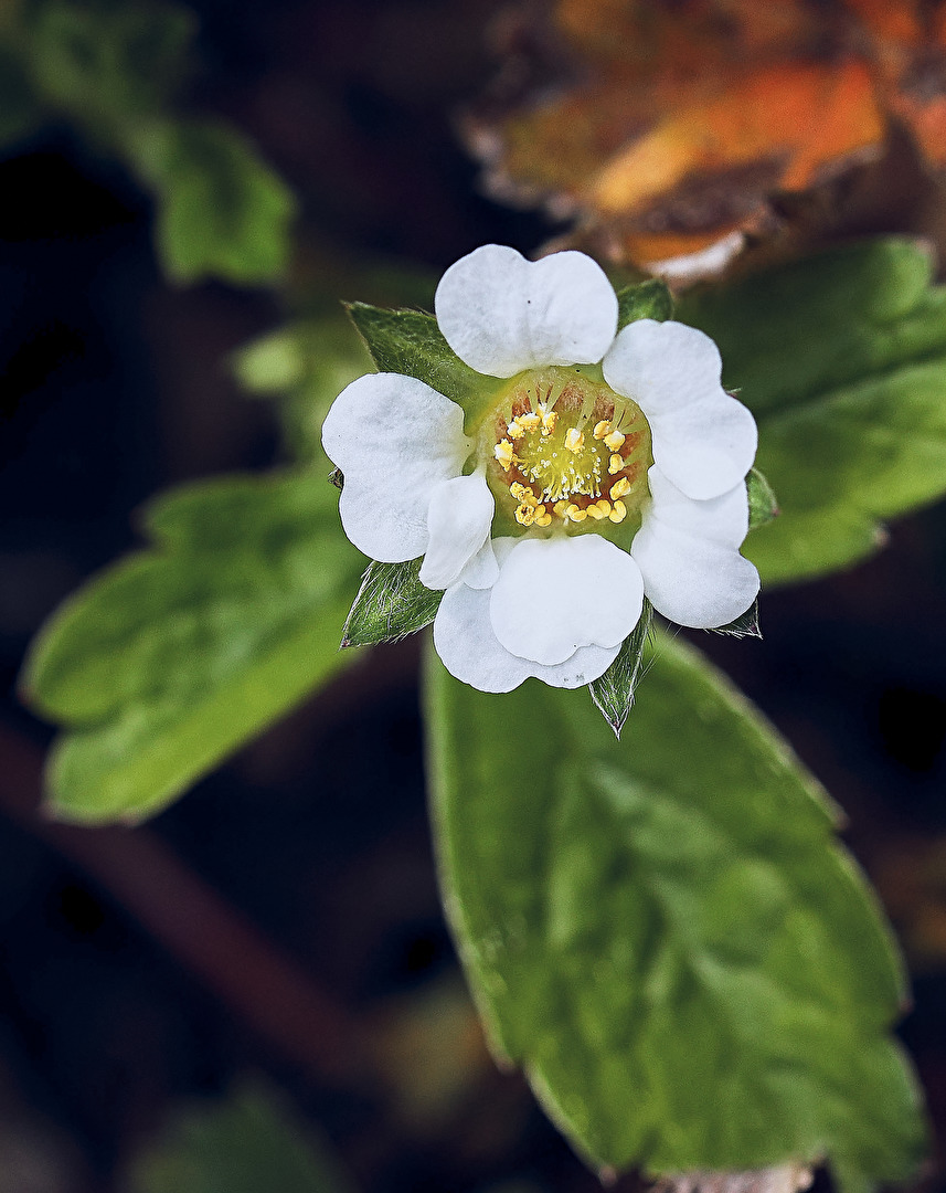 Walderdbeerblüte