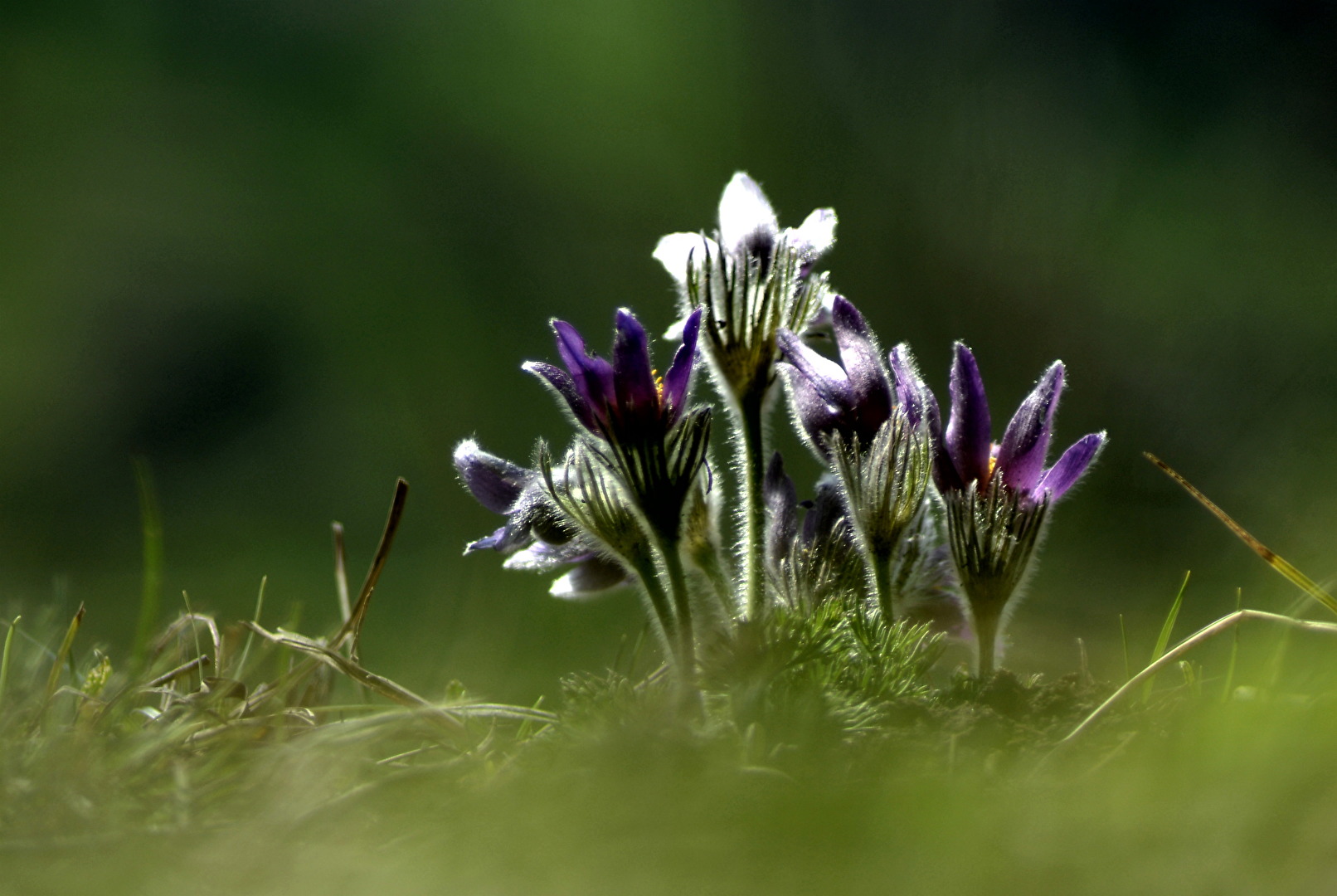 Gewöhnliche Kuhschelle (Pulsatilla vulgaris)