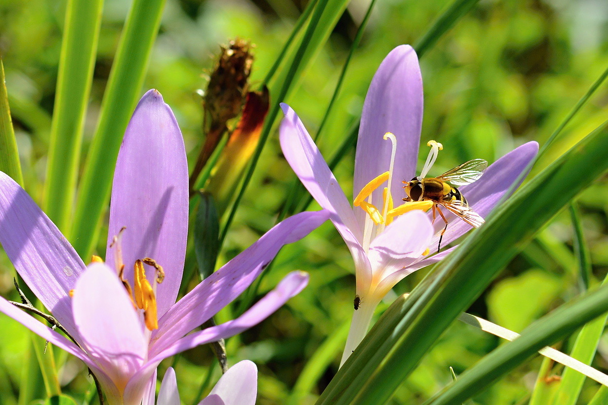 Schwebfliege auf Herbstzeitlose (Colchicum autumnale)