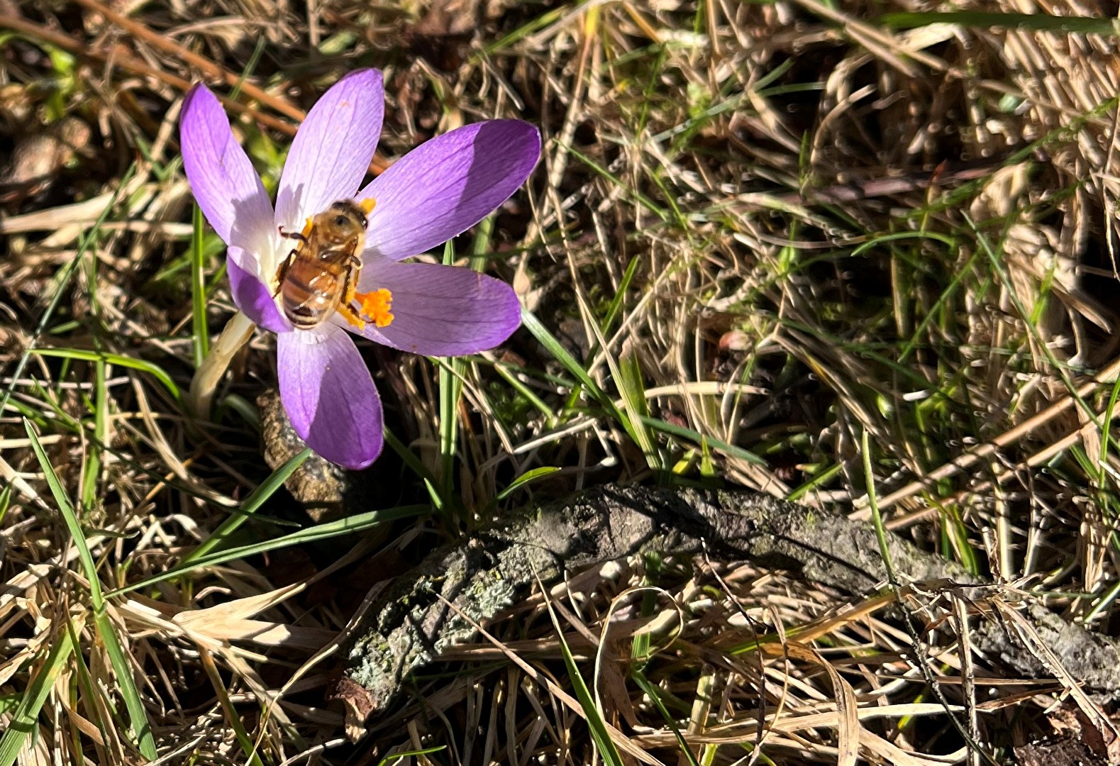 Krokus mit Biene