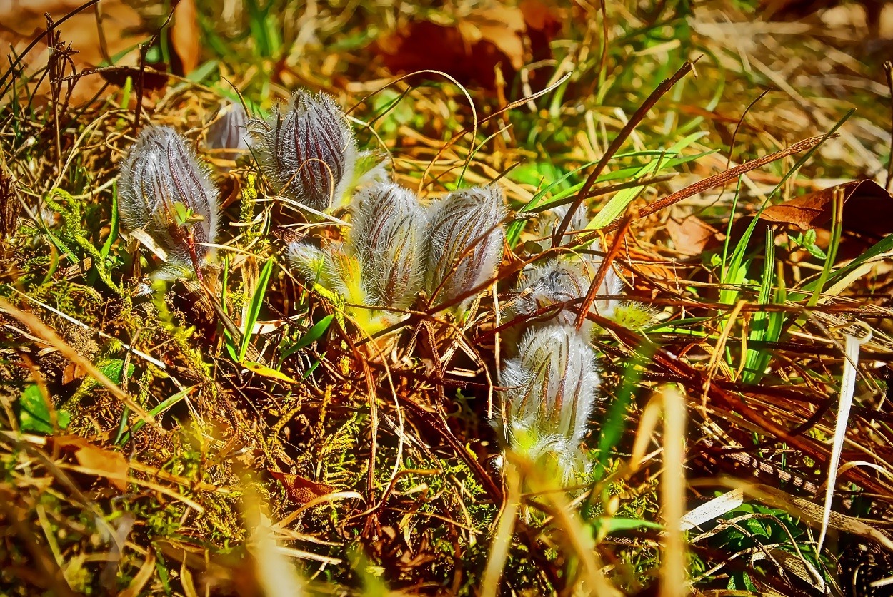 Küchenschelle (Pulsatilla vulgaris)