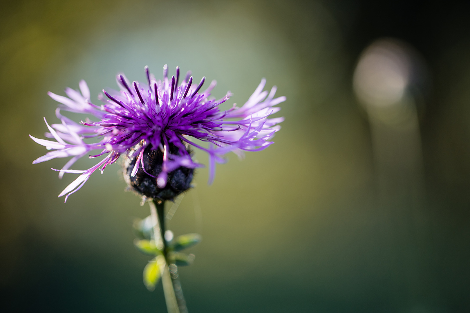 Wiesen-Flockenblume