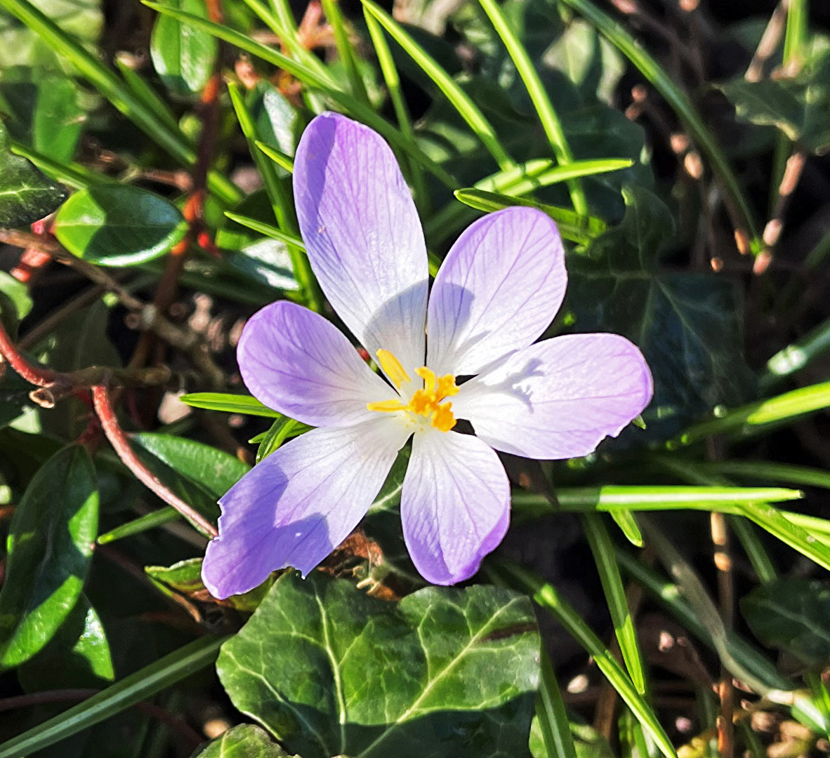 Frühling - ein süßes kleines Krokus