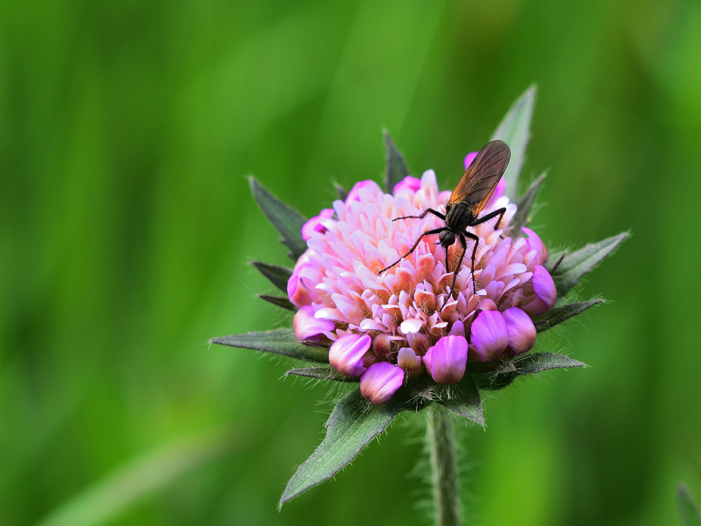 Tanzfliege auf Acker-Witwenblume