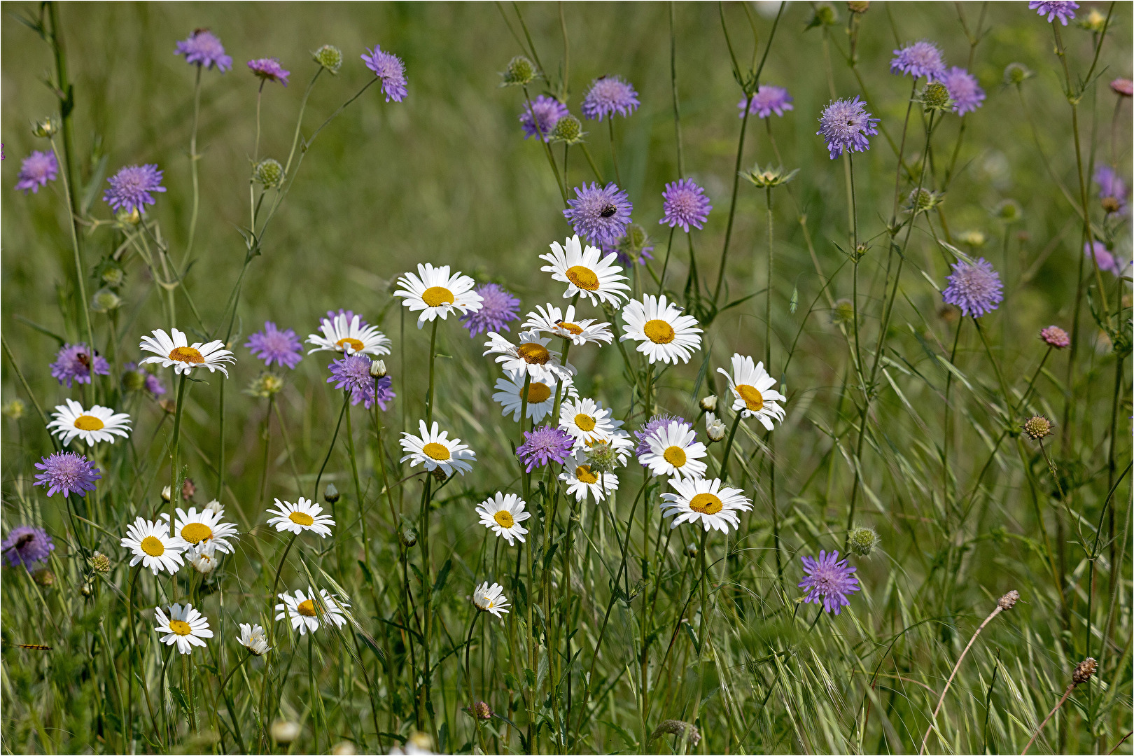 Oase für allerlei Insekten