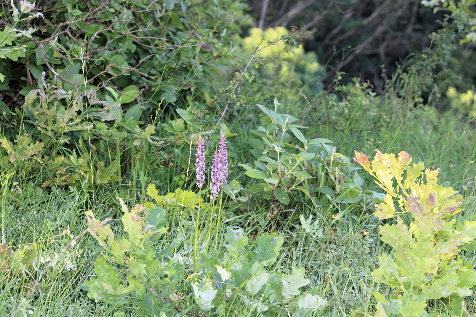 Kampf um einen Sonnenplatz.
