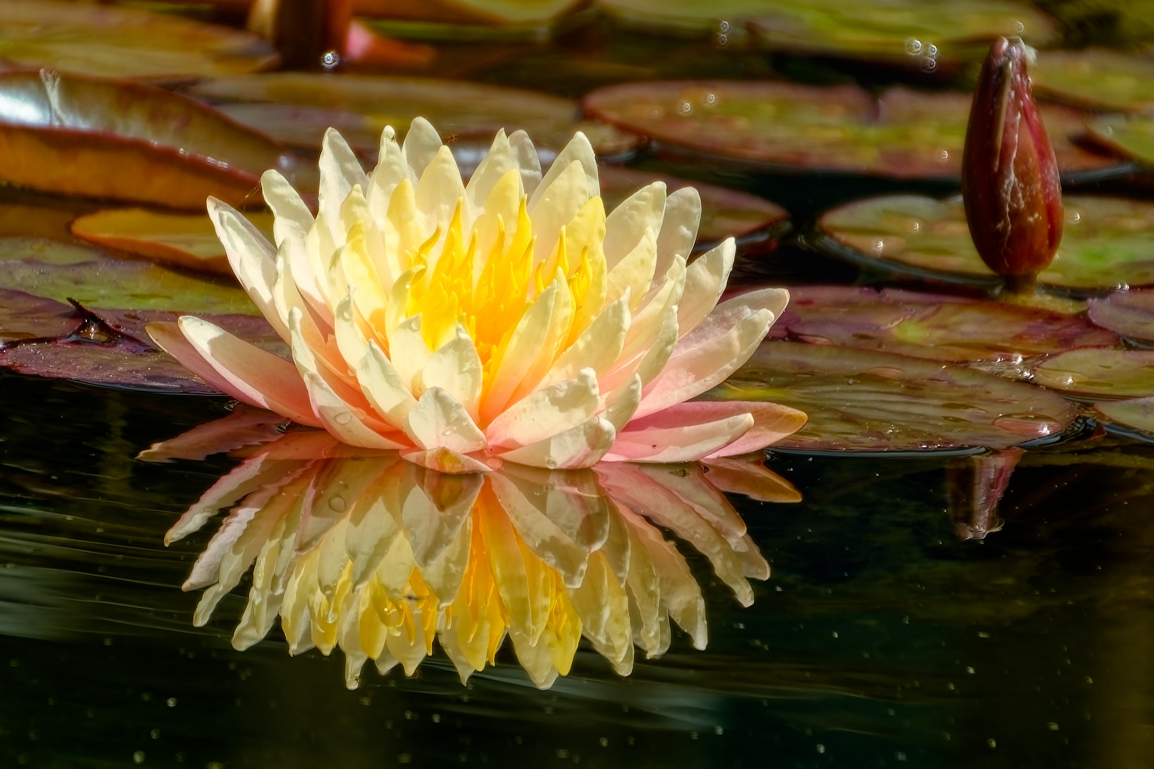 Seerose