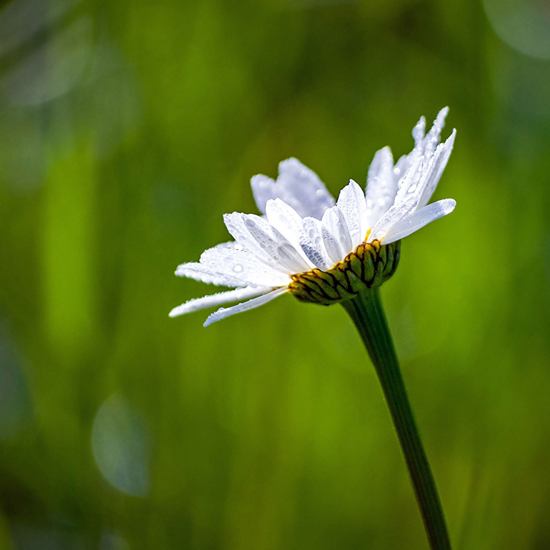 Morgentau und Gegenlicht...