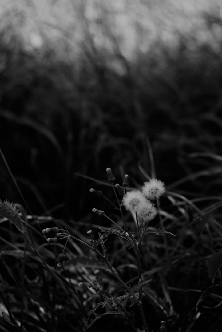 Lost #Unkraut