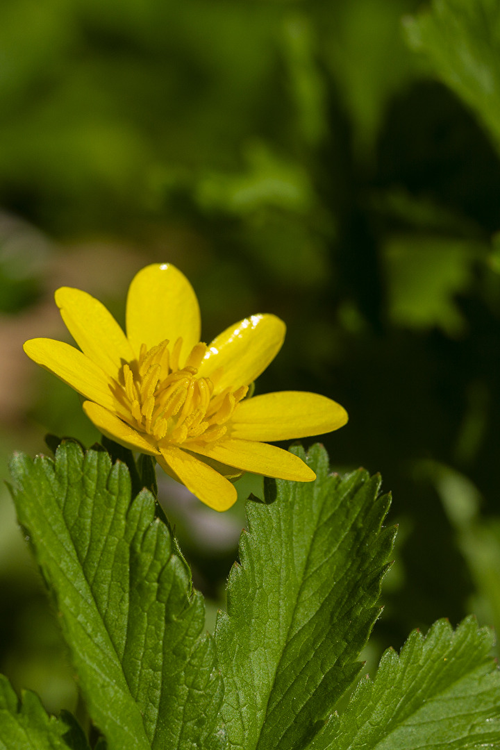 Ich kenne die Pflanzengattung zwar nicht...