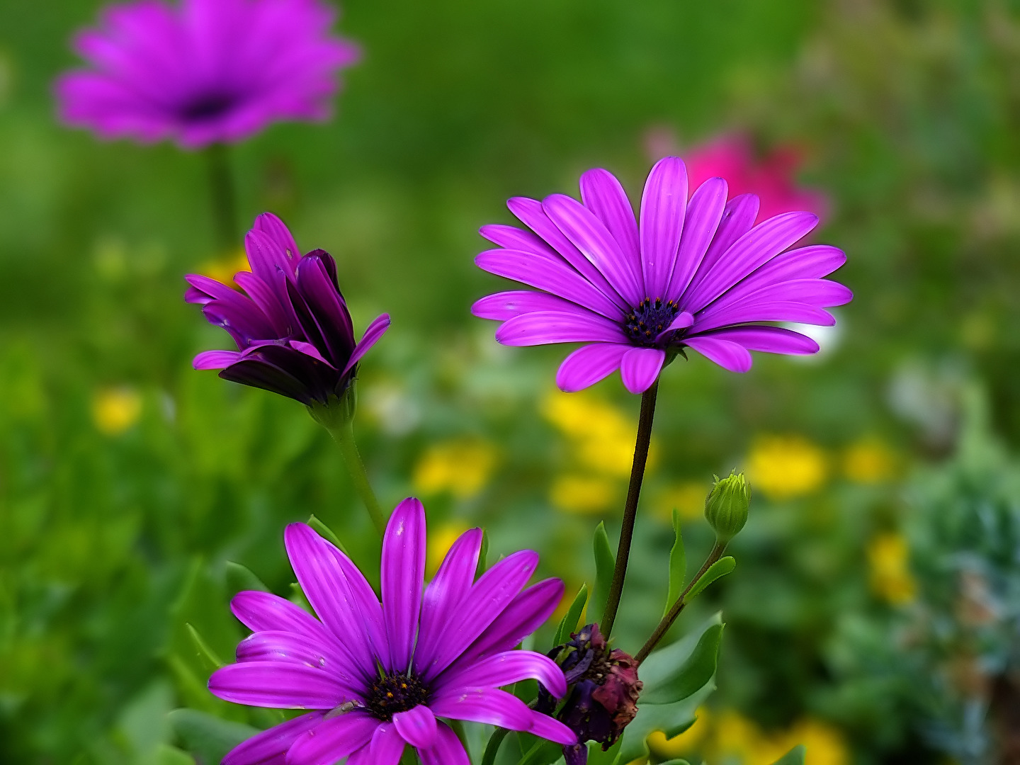 African Daisy