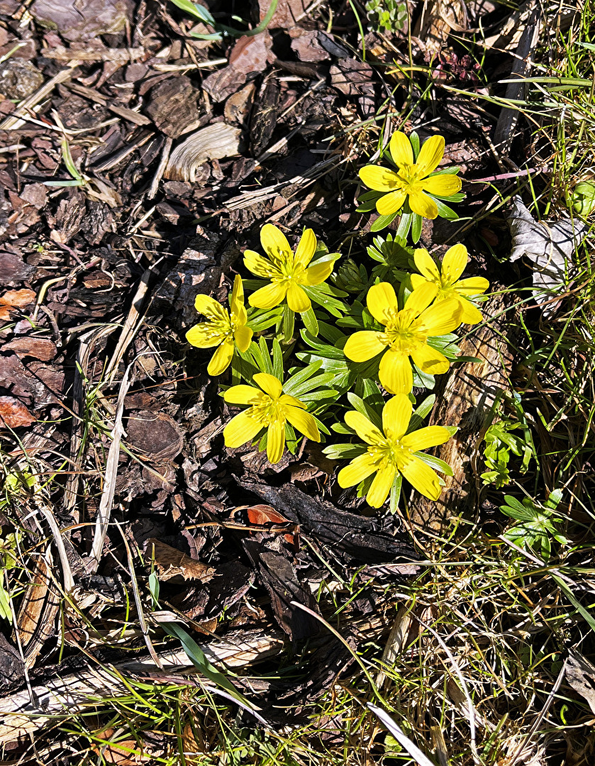 jetzt geht's los, mit dem Frühling...