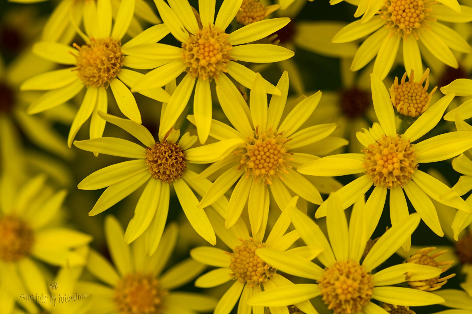 #Unkraut - Jakobkrautsblüten