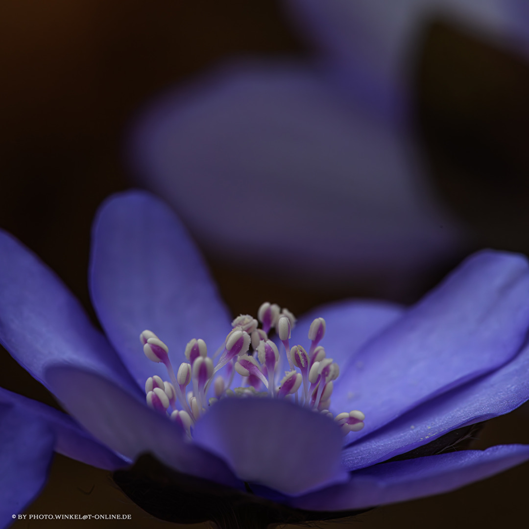 Leberblümchen