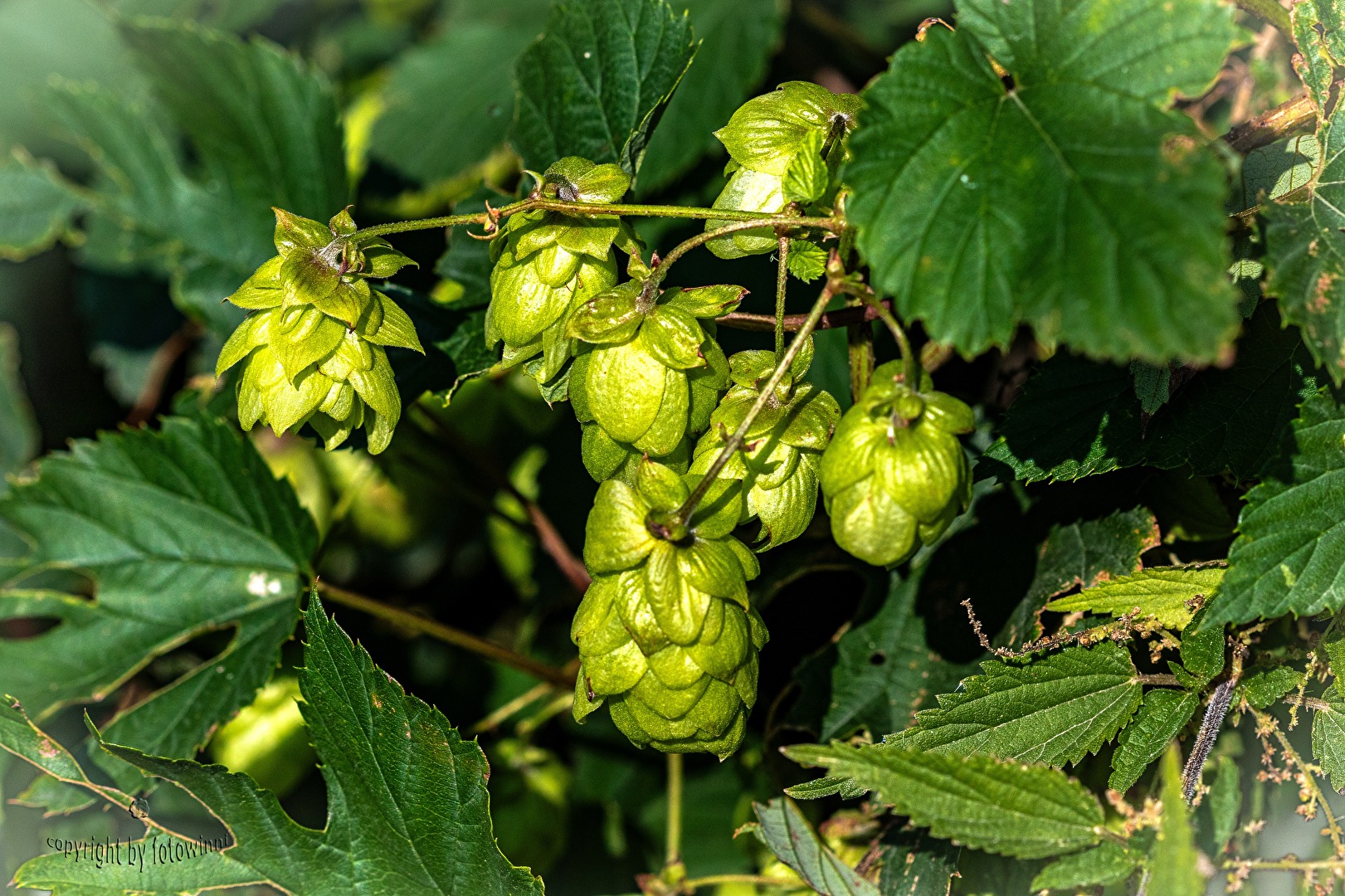 wilder Hopfen